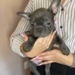 Blue French Bull Dog Puppy