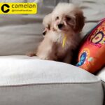 Cavapoos Puppies For Sale