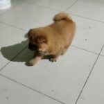 Chow Chow female puppy available