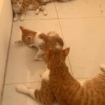 Angora kittens available