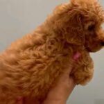 toy poodle available,