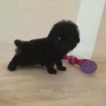 toy poodle available