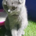 Scottish fold Male for sale