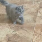 kitten Persian