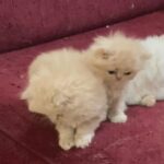 Persian kitten available