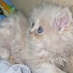 47 days persian kitten