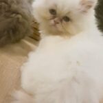 Himalayan Persian kitten