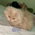67 days persian kitten