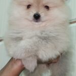 Pomeranian ( mini size) Female