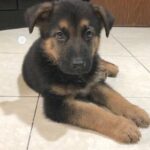 german shepherd/Male