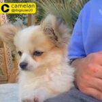 chihuahua Male