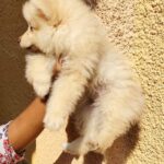 Pomeranian Female  انثى بومرينيان