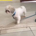 shihtzu/Male