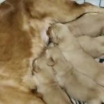 Golden retriever puppies for booking