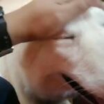 white husky for mating / ذكر هاسكي ابيض لتلقيح