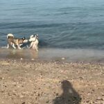 ذكر هاسكي لتلقيح / male husky for mating only