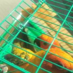 sun conure breeding pair