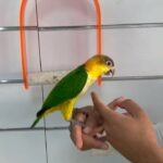 white billy caique