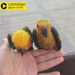 tame janday conure