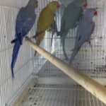 Ringneck colors