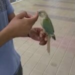 tame blue conure