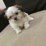 Shih tzu available