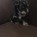 Mini yorkshire terrier