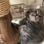 Pure Maine Coon kittens with pedigree
