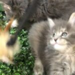 Pure Maine coon kittens with pedigree