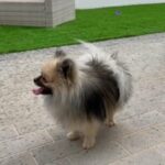 WANTED - papillon puppy