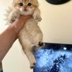 (Sold)Gold chinchilla kittens