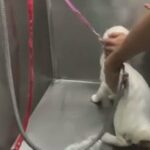 Cat Wash / Cat Bath