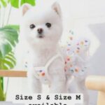 dog and cat clothes & accessories