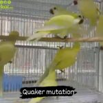 Pair of quaker mutation