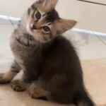 Kitten For Adoption