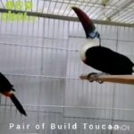 Pair of Red Build Toucan