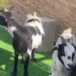 Goats pygmy belgian