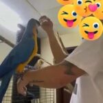 Blue And Gold Macaw 2 Years Old Freefly Train Super Tamed