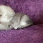 Persian Bicolor Female Kitten
