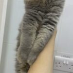 British Shorthair in Abu Dhabi