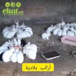 Rabbits baladi in Al Ain