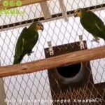 Pair of Orange Winged Amazon in RAK City