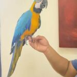Macaw Super Jumbo Size in Dubai