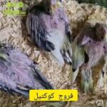 Cocktail chicks in Al Ain