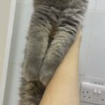 British Shorthair in Abu Dhabi