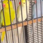 Ringnick Parrot in Dubai