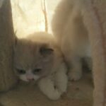 Himalayan ragdoll females in Al Ain