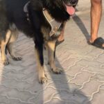 German Mix Husky in Ajman