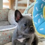 French bulldog puppies available. in Abu Dhabi