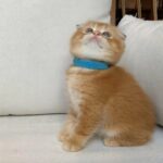 Scottish fold kitten available in Abu Dhabi